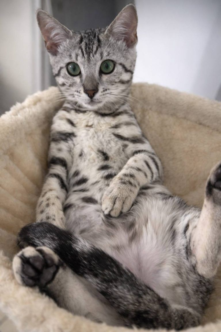 Un chat Bengal confortablement installé dans son nid