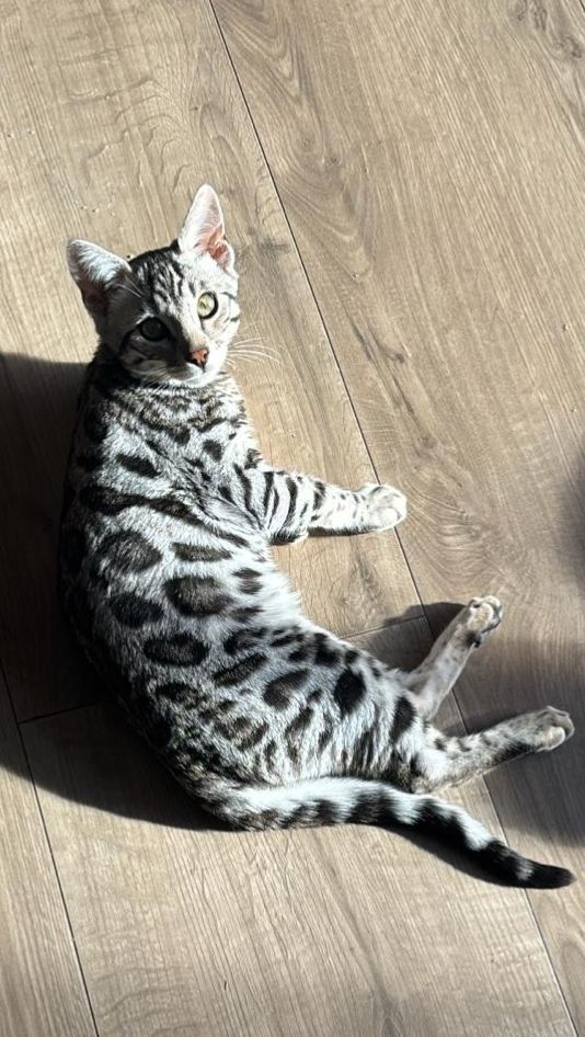 Un chat Bengal est allongé sur le dos sur un sol en bois clair. Il a des taches noires et grises sur son pelage.