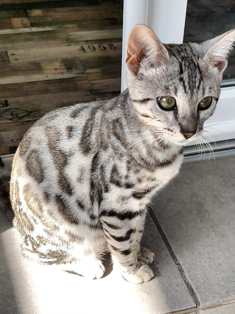 Un chat Bengal silver avec des yeux verts posé sur un sol en carrelage