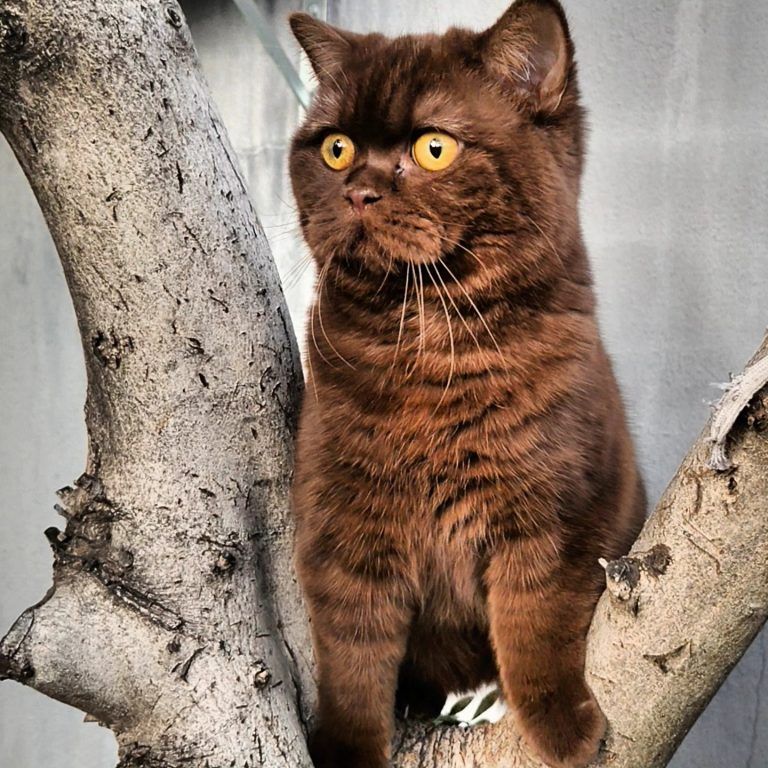 Cat with brown fur and yellow eyes