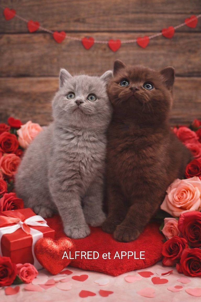Two British Shorthair cats, one gray and one brown, posing together