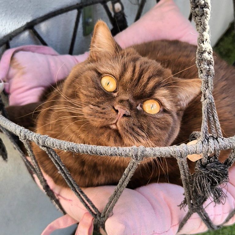 Braune Katze mit gelben Augen in einer rosa Hängematte