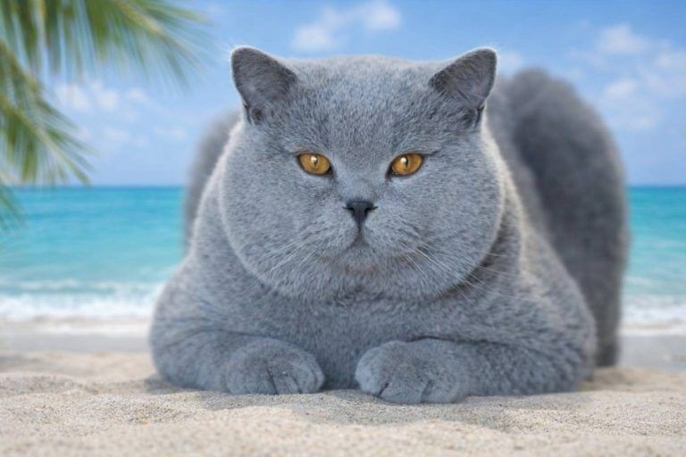 A blue British cat lies on a sandy beach. Its eyes are golden yellow.
