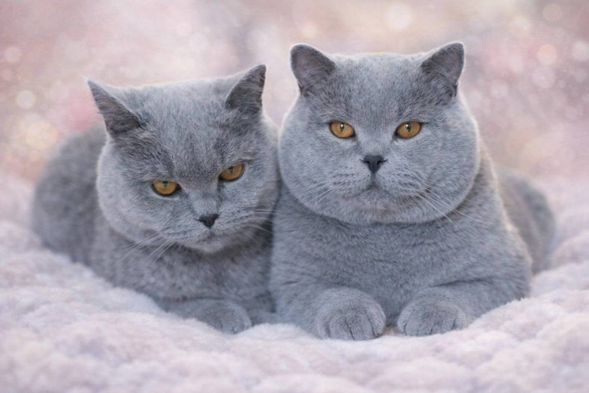 Two gray British Shorthair cats with golden eyes. They are lying on a soft, blurred background.