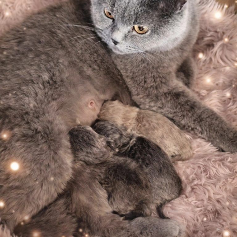 Eine Katzenmutter säugt ihre kleinen Kätzchen. Die Kätzchen trinken eifrig.