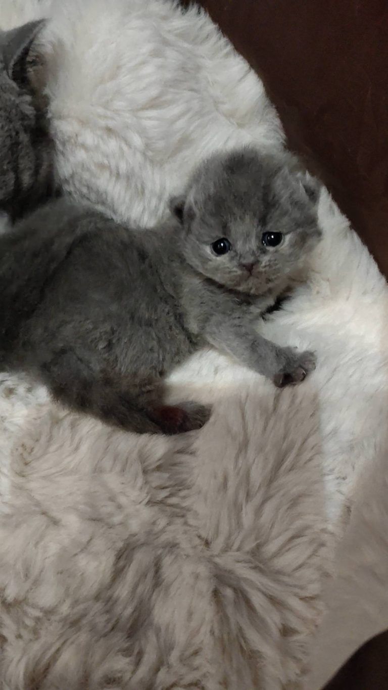 A gray British Shorthair kitten is lying on a white fur sofa. It has black eyes and a thick coat.
