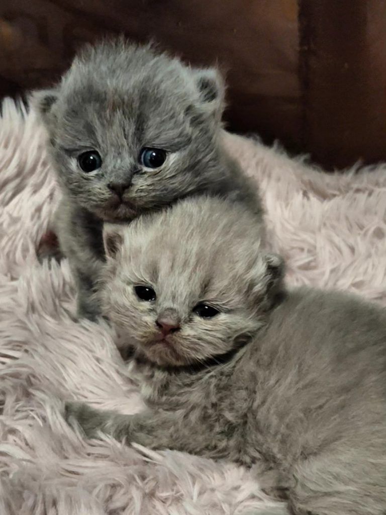 Two gray Scottish kittens on a soft blanket