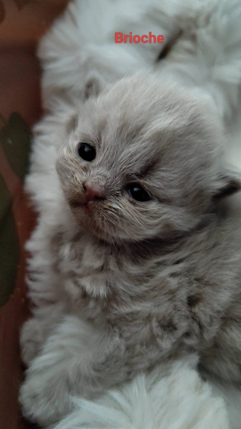 Gray long-haired British kitten. Cute little cat.