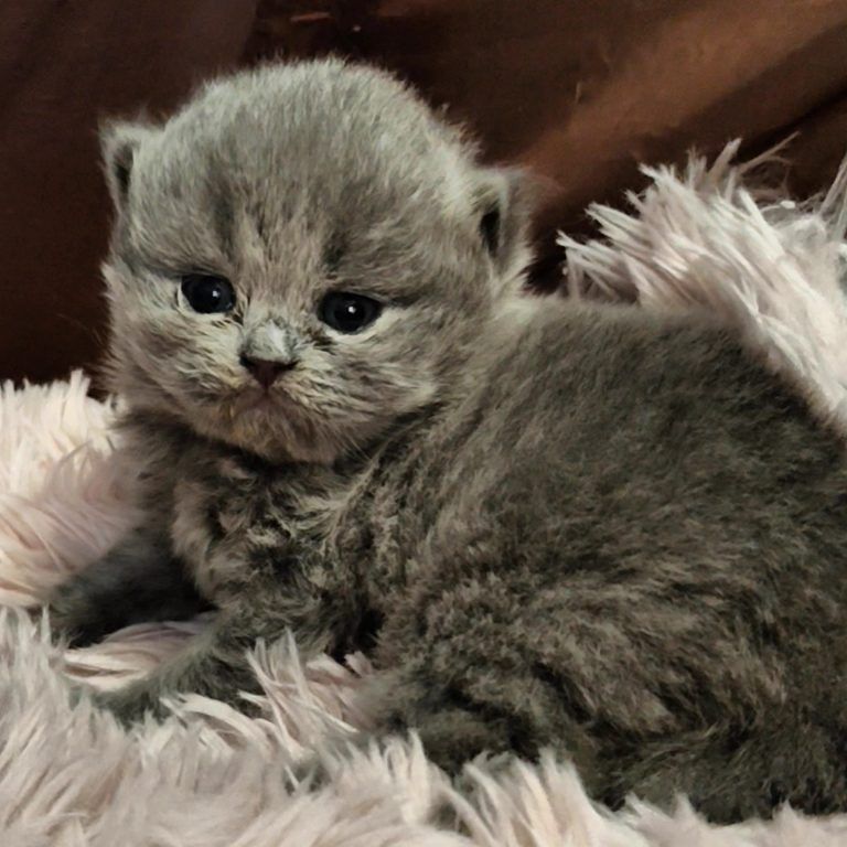 An adorable gray British Shorthair kitten with black eyes, on a pink plush blanket.