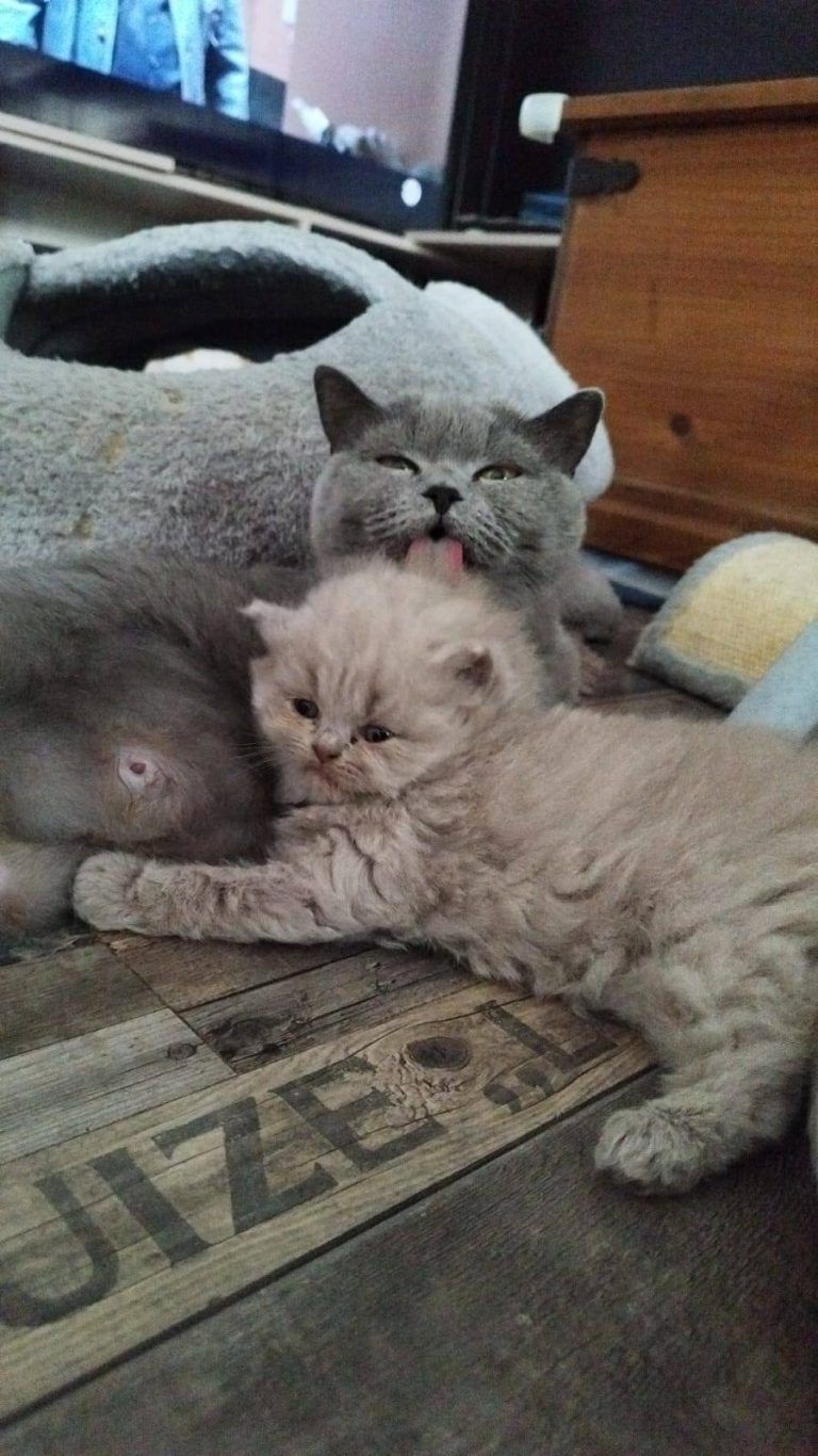 Zwei Katzen, eine graue und eine beige, ruhen zusammen auf einem Holzboden.