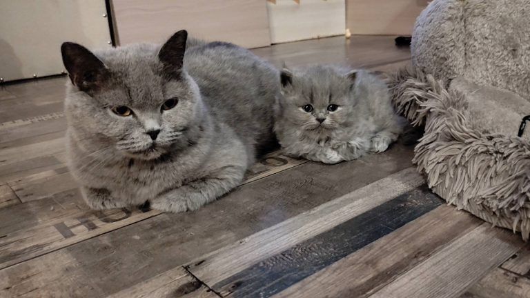 Zwei graue British Shorthair Katzen, ein Erwachsener und ein Kätzchen, auf einem Holzboden. Die erwachsene Katze ist links und das Kätzchen rechts.