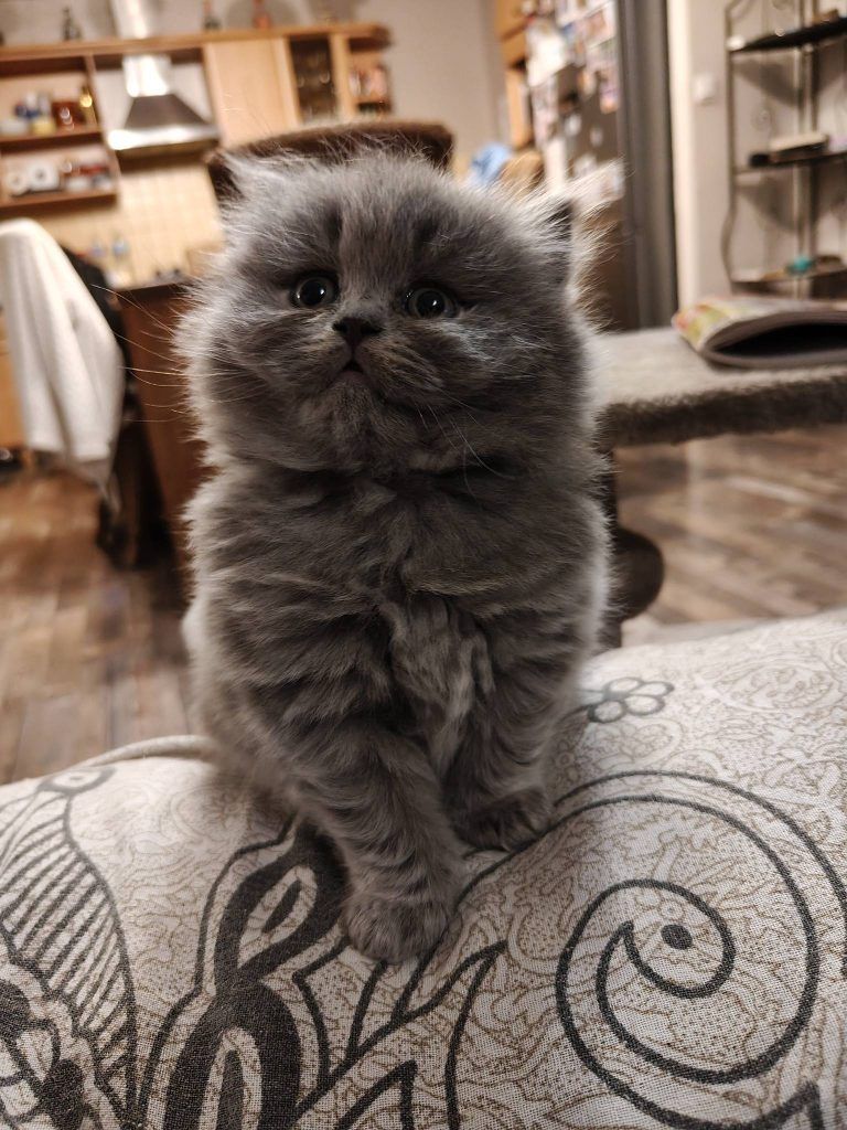Ein grauer British Shorthair Kätzchen mit grünen Augen. Es sitzt auf einem Kissen.