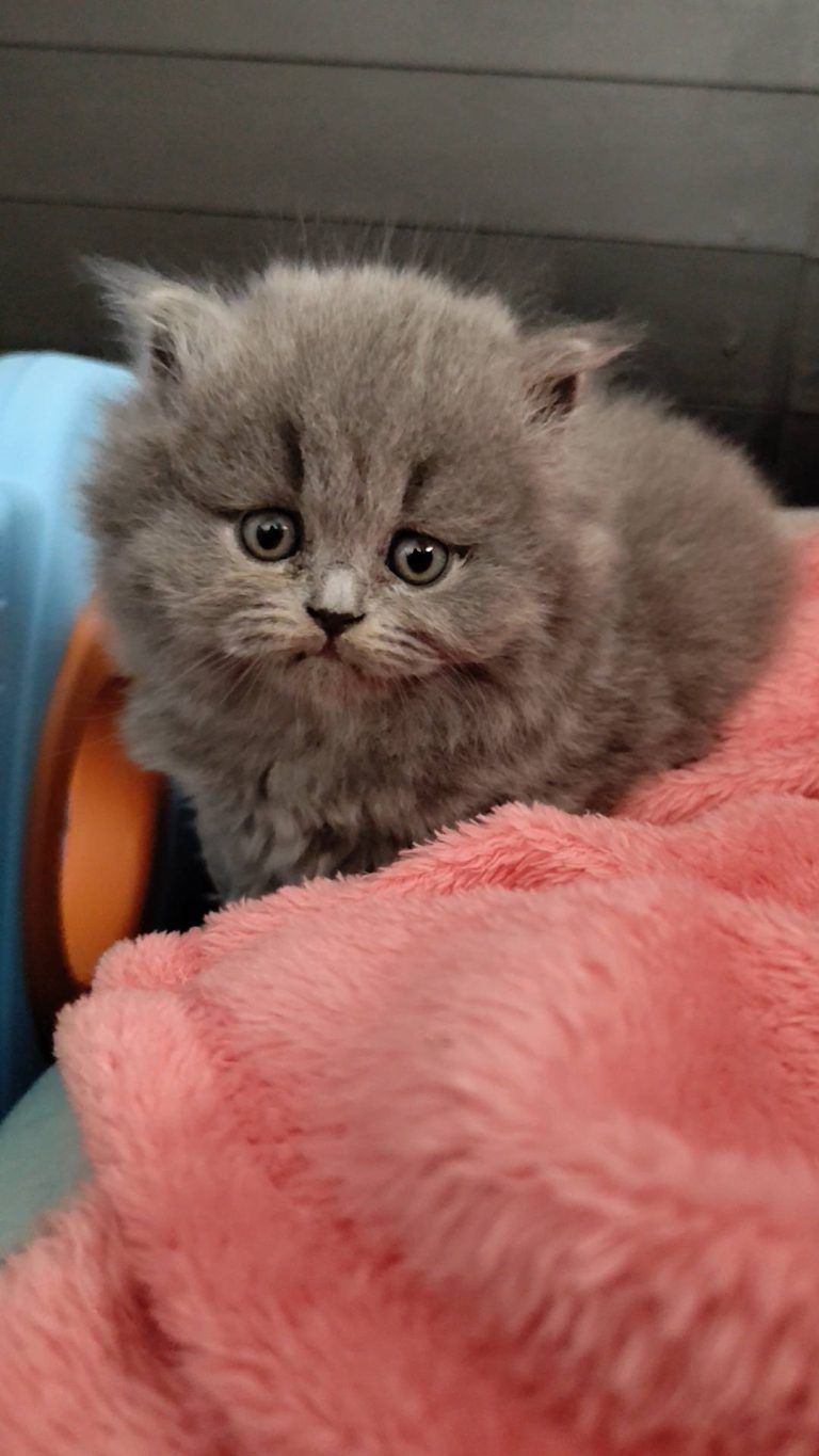 Ein niedliches graues British Shorthair Kätzchen mit grünen Augen. Es sitzt auf einer rosa Decke.