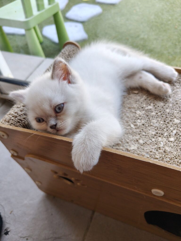 Un gatet blanc i cremós es relaxa sobre una superfície de cartró prop d'un moble verd. El fons mostra gespa i objectes lúdics.